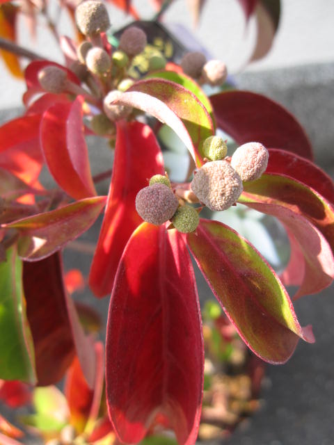 21高齢花芽あり祝すの植樹に優等なヤマボウシ苗標号天然木 庭木苗 ホンコンエンシス月あかり苗常緑ヤマボウシ月光大きな苗 大苗のホンコンエンシス Komma Duesseldorf De