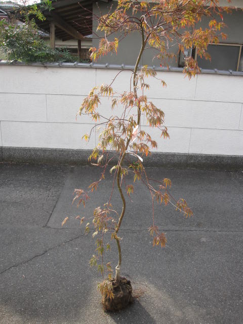 楽天市場 紅しだれ紅葉 しだれもみじ 紅葉 モミジ苗 １ ８ｍ前後の大苗です 園芸百貨店何でも揃うこぼんさい