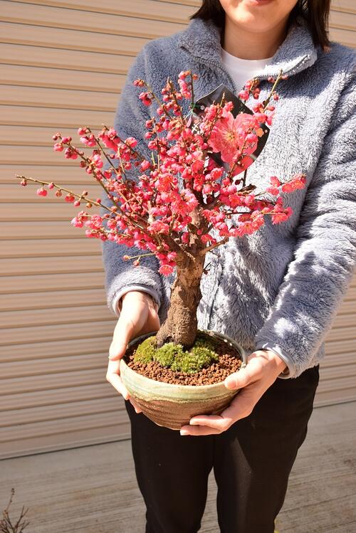 楽天市場】お祝い梅盆栽2023年3月に開花 香りと花の贈り物香りもお花も