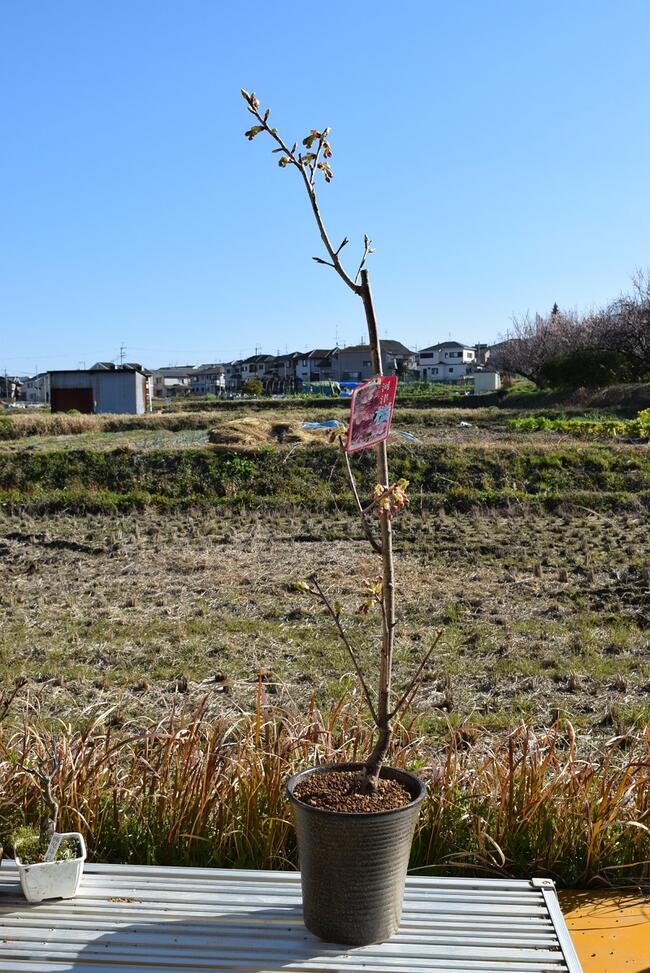 楽天市場 おすすめさくら苗 河津桜苗 植樹に21年3月開花予定のさくら苗河津桜かわずざくら早咲き桜 開花時期月上旬 園芸百貨店何でも揃うこぼんさい