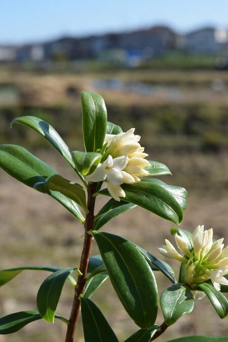 楽天市場】【2025年3月～4月 開花】沈丁花紅花 赤花ジンチョウゲ
