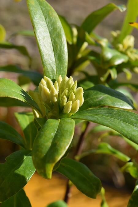 楽天市場 沈丁花鉢植え2020年3月 4月に 開花鉢植え白花沈丁花ジンチョウゲ鉢植え花の香りがいいかおりがします 自然の香水沈丁花 信楽鉢入り 園芸百貨店何でも揃うこぼんさい