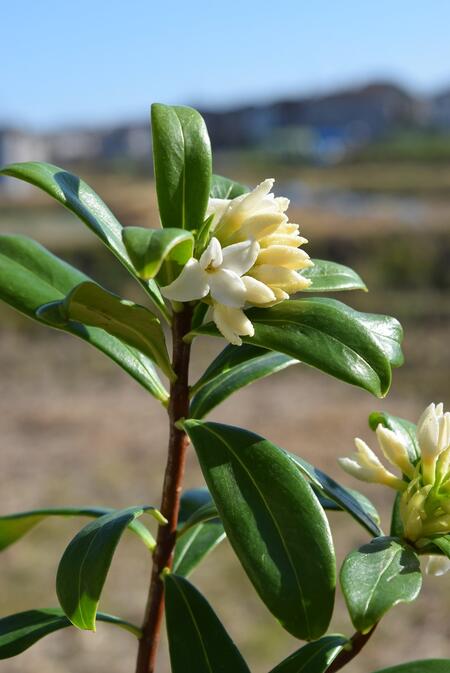 楽天市場 沈丁花鉢植え21年3月 4月に 開花鉢植え白花沈丁花ジンチョウゲ鉢植え花の香りがいいかおりがします 自然の香水沈丁花 信楽鉢入り 園芸百貨店何でも揃うこぼんさい