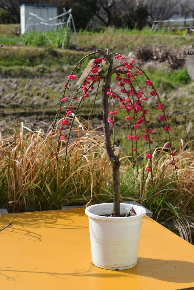 楽天市場】八重シダレ梅苗2026年3月頃開花予定しだれ梅苗 ピンク八重