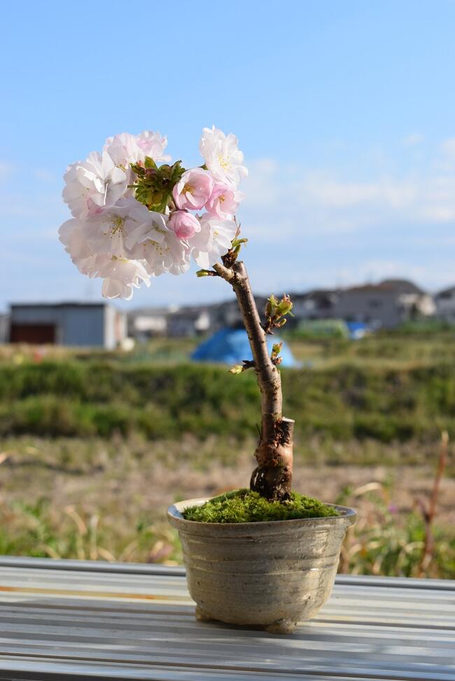 楽天市場 自宅でお花見しよう21年4月に開花のさくら盆栽 桜盆栽 盆栽で自宅でお花見を楽しむさくら盆栽 品種は南殿桜 です 園芸百貨店何でも揃うこぼんさい