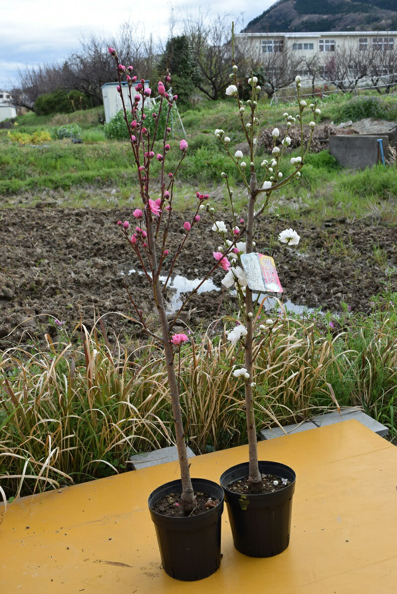 楽天市場 21年開花苗 照手桃苗 白 ハナモモ セット プラ鉢 シンボルツリー 記念樹 狭いスペース ほうき立ち性 紅色 白色 ホワイト 紅白セット 花桃 落葉樹 ひな祭 園芸百貨店何でも揃うこぼんさい