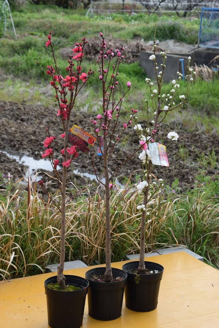 桃の節句 記念樹に 照手紅 花桃 苗木 楽天市場】照手花桃苗2025年4月開花苗ハナ桃【照手桃(ハナモモ