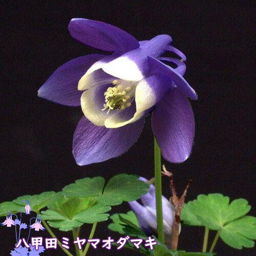 楽天市場】二色風鈴オダマキ 鉢植え 山野草 宿根草 多年草 フウリン