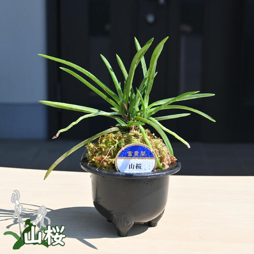 楽天市場】2025年NEW 現品 富貴蘭 紅赫殿 鉢植え 風蘭 プラ鉢入り