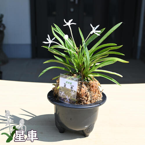 富貴蘭　風蘭　2鉢 富貴蘭 風蘭 2鉢 富貴蘭 風蘭 フウラン 2鉢セット