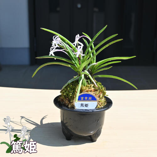 富貴蘭　風蘭　2鉢 楽天市場】観葉植物 小さい 富貴蘭 風蘭 蘭 エコポット 選べる色