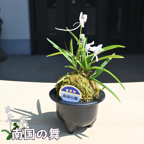 楽天市場】2024年NEW 現品 富貴蘭 蜃気楼 鉢植え 風蘭 プラ鉢