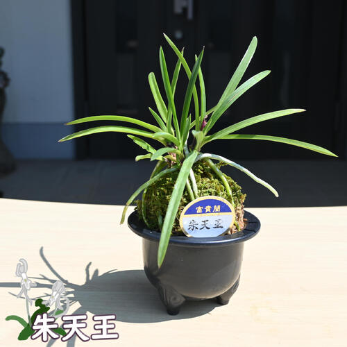 富貴蘭　風蘭　2鉢 楽天市場】【店内2個同時購入10％OFFクーポン配布中