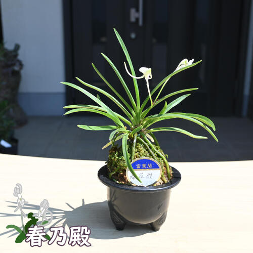 楽天市場】2025年NEW 現品 富貴蘭 黄花 鉢植え 風蘭 プラ鉢入り