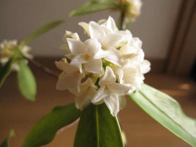 楽天市場 ギフト21年3月頃に開花のジンチョウゲ鉢植え白沈丁花花の香りがいいかおりがします 開花は毎年三月 自然の香水 沈丁花 園芸百貨店何でも揃うこぼんさい