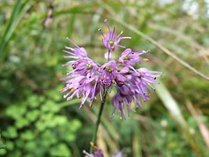 楽天市場】山ラッキョウ 済州島ヤマラッキョウ ポット苗（c15） : 千草園芸