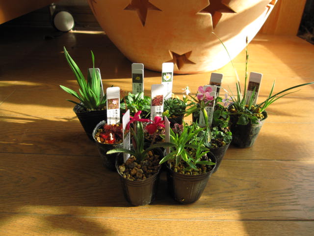 楽天市場】苗：山野草10ヶセット【得】*さんやそう : 遊恵盆栽 楽天