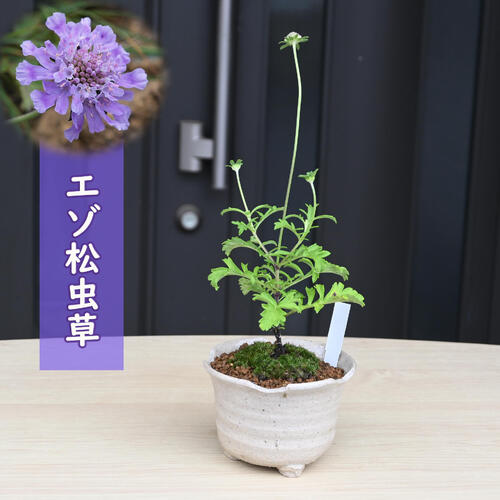 楽天市場】2024年NEW ヒカリゴケ 陶器鉢入り 光苔 クッションモス 山