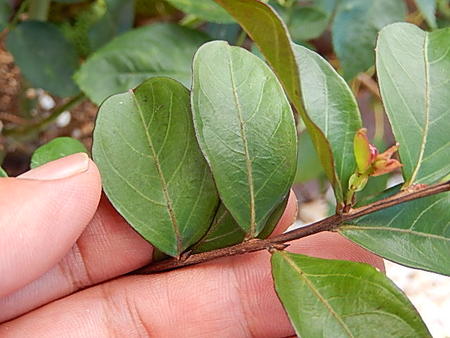 楽天市場 百日紅苗サルスベリ苗 ぺチートサンシャイン 園芸百貨店何でも揃うこぼんさい