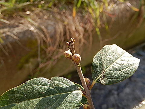 楽天市場 盆栽年2月 3月頃に開花 満月ロウバイ鉢植え満月蝋梅ロウバイ蝋梅のお花からとてもいい香りします 満月ロウバイ 鉢植え 園芸百貨店何でも揃うこぼんさい