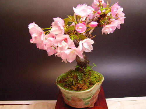 楽天市場】桜盆栽 【盆栽】 ミニ盆栽桜桜 お花見セット 2025年4 楽天市場】桜盆栽 【盆栽】 ミニ盆栽桜桜 お花見セット 2025年4