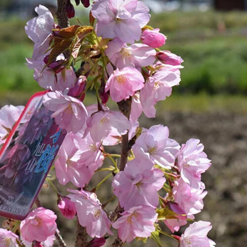 楽天市場】鉢植えでも地植えでも育てる事がてきます2025年4月開花苗 旭山桜苗 サクラ苗普通の桜よりあまり大きくならない桜の苗【旭山桜苗】 旭山桜  苗木【さくら庭木】鉢植えでも育てる事ができます : 園芸百貨店何でも揃うこぼんさい