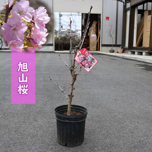 楽天市場】桜植木【旭山桜】 旭山桜苗木 サクラ苗 普通の桜より