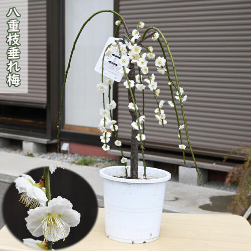 楽天市場】八重しだれ梅 白2025年3月頃開花 しだれ梅 白梅 八重咲の