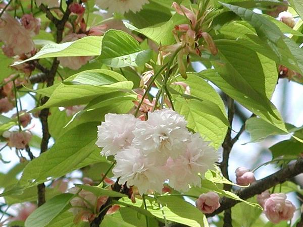 桜庭　桜華ページ 楽天市場】桜の苗 【紅華コウカ 】桜桜庭木 : 園芸百貨店何でも