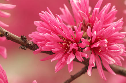 楽天市場】お祝い縁起の良い桃2025年4月に開花南京桃二色〜三色のお花