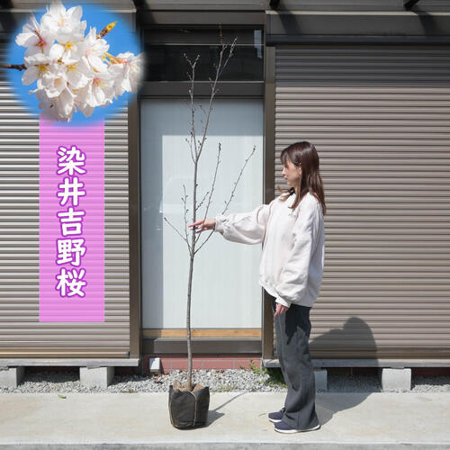 2026年開花苗 桜苗 染井吉野桜 苗木 ソメイヨシノ植樹用の大きめの染井吉野桜｜園芸百貨店何でも揃うこぼんさい