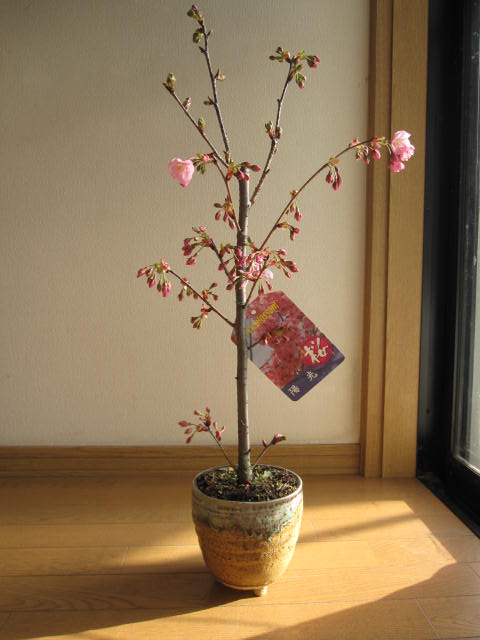 楽天市場 21年3月に開花桜鉢植え桜の鉢植え陽光桜 園芸百貨店何でも揃うこぼんさい