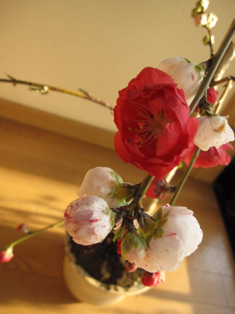 2026年4月真っただなか～5月花めく ハナ桃 源平桃鉢植え【ゲンペイモモ】枝垂れ桃枝垂れ桃 【源平しだれ桃  】【花桃】  桃の花桃