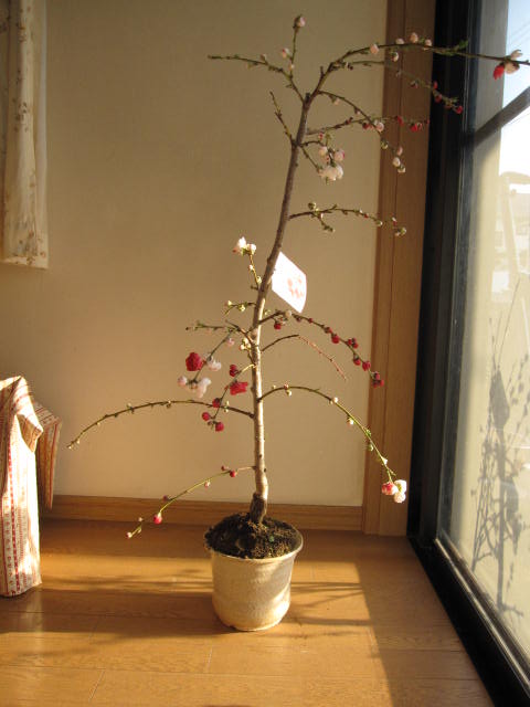 2026年5月頃開花しだれ桃 【鉢植】 【源平しだれ桃 】【桃】　　 桃の花 紅白に咲くしだれ桃です