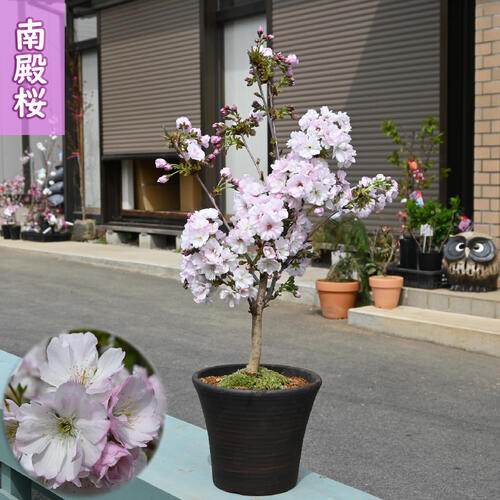 2026年4月上旬開花中 誕生日の贈り物に 南殿桜 鉢植え 5月にサクラのお花見を 5月に開花 開花調整 母の日ギフト