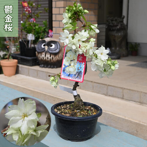 楽天市場】黄花アッツザクラ 3号苗 : 千草園芸