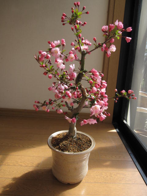 楽天市場 桜盆栽 盆栽 花海棠桜 桜の花が下向きに かわいく咲きます 17年花芽付の桜盆栽となります 園芸百貨店何でも揃うこぼんさい