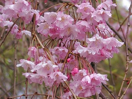 楽天市場 桜鉢植え21年4月中頃に開花 八重しだれ桜 盆栽 桜 枝垂れ 園芸百貨店何でも揃うこぼんさい