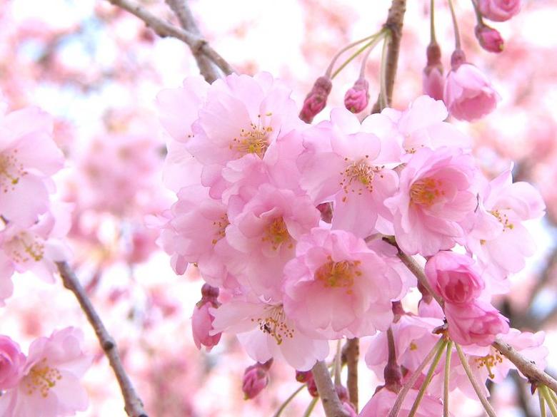 楽天市場 植樹に21年4月に開花の苗 八重紅枝垂桜 ヤエベニシダレサクラ苗 桜苗 さくら しだれ桜 苗木 シンボルツリーに 当店おすすめの桜 八重 紅枝垂れ桜苗木 園芸百貨店何でも揃うこぼんさい