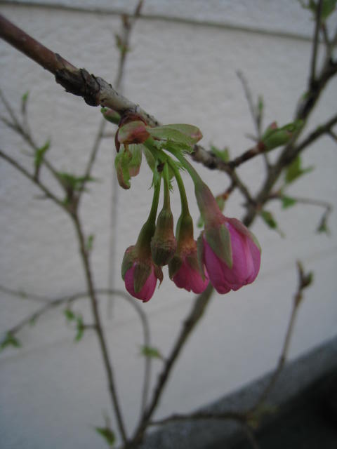 楽天市場 年開花予定桜苗 河津桜 高さ2m前後の大苗 桜 大苗の桜 河津さくら 園芸百貨店何でも揃うこぼんさい