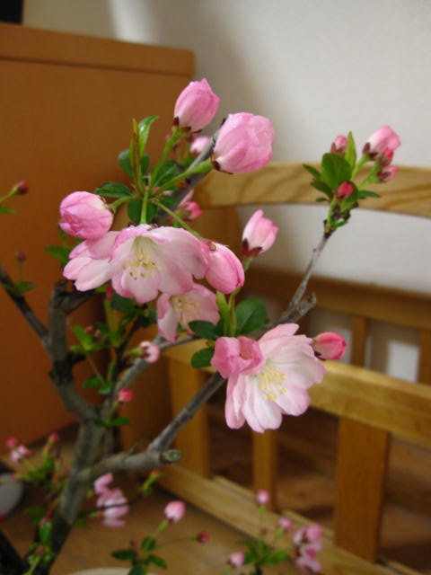 楽天市場 桜 盆栽送料無料盆栽 花海棠桜桜盆栽 お花見セット 17年花芽付の桜盆栽となります 園芸百貨店何でも揃うこぼんさい