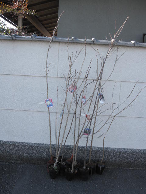 桜苗【 桜苗 １０本 】【桜】\u003cBR\u003e桜庭木\u003cBR\u003e