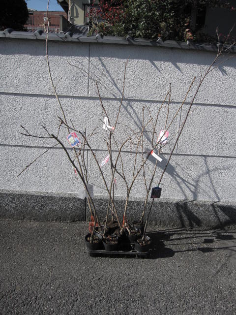 品質が完璧 在庫処分 桜苗桜庭木 paulhuntingford.com paulhuntingford.com