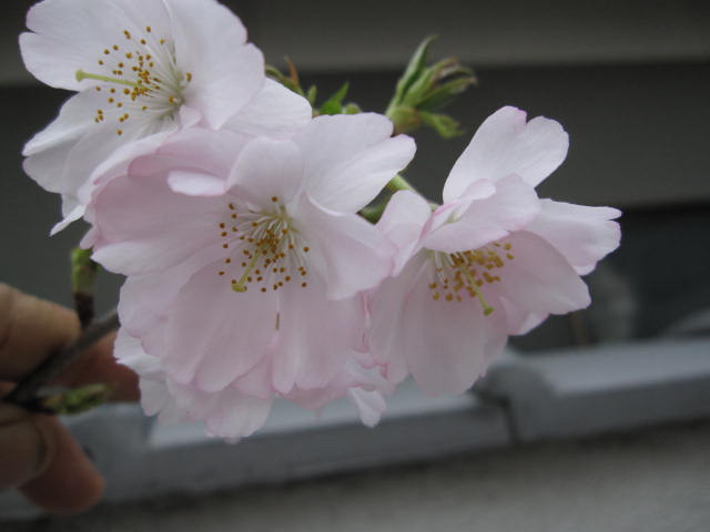 楽天市場】桜の苗 【紅華コウカ 】桜桜庭木 : 園芸百貨店何でも揃うこ