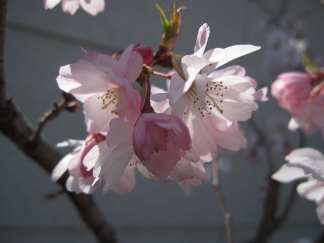 正規店仕入れの 十月桜盆栽鉢植えサクラ 桜 信楽鉢入り しだれ桜 十月サクラ 年11月開花花芽付の桜盆栽となります 園芸百貨店何でも揃うこぼんさい 配送員設置送料無料 De Wanlingteahouse Com