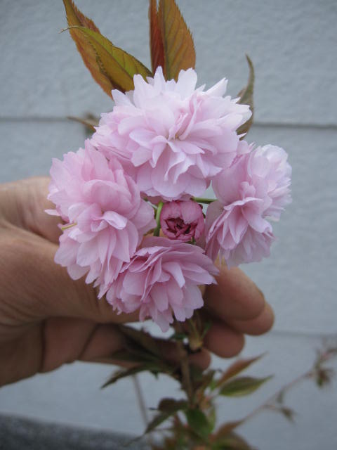 桜【菊しだれ桜】 鉢植え桜  2026年４月頃花めくします。しだれ桜