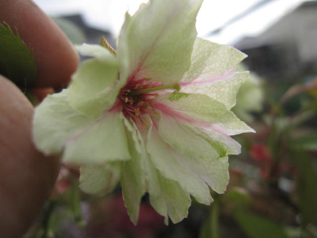 楽天市場】2025年4月中頃開花苗うこん桜黄色八重咲のサクラ苗桜庭木桜