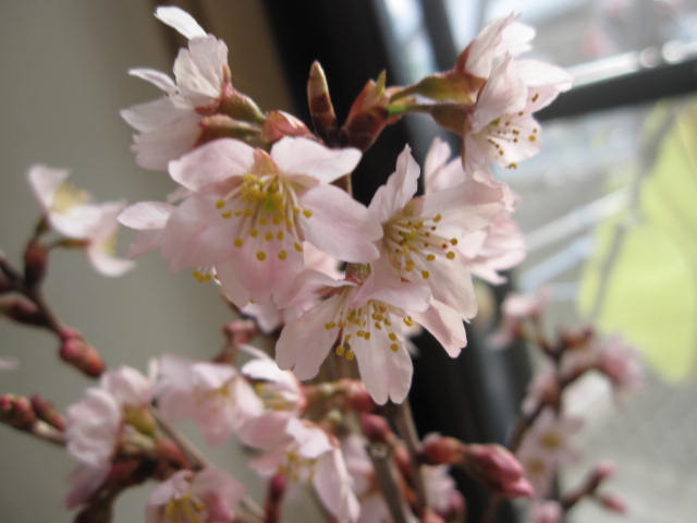 楽天市場 自宅でサクラのお花見が楽しめる桜鉢植え 少し早咲きのさくら啓翁桜 鉢植えでお花見桜 桜 22年開花３月頃信楽鉢入り 自宅の シンボルツリーに桜 園芸百貨店何でも揃うこぼんさい