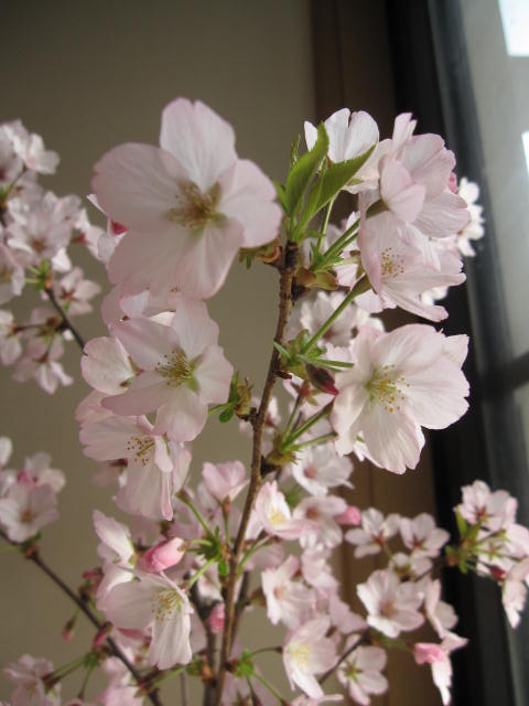 21高齢4月光に家宅でお花見展開 サクラ鉢植え鴇色の鉢植え御殿場桜 桜鉢植え春の 月節に開花 Digitalland Com Br