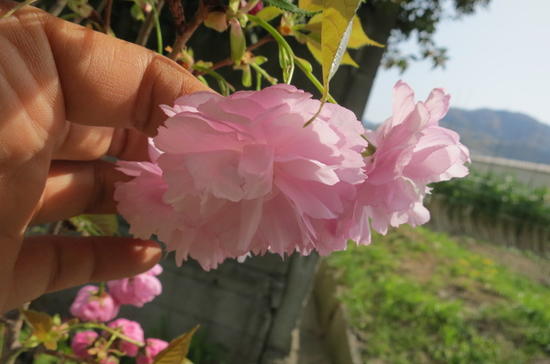 桜庭 桜華  楽天市場】桜の苗【紅華桜】 桜庭木 八重桜苗 : 園芸百貨店何でも揃う